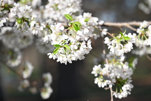 Cherry Blossoms